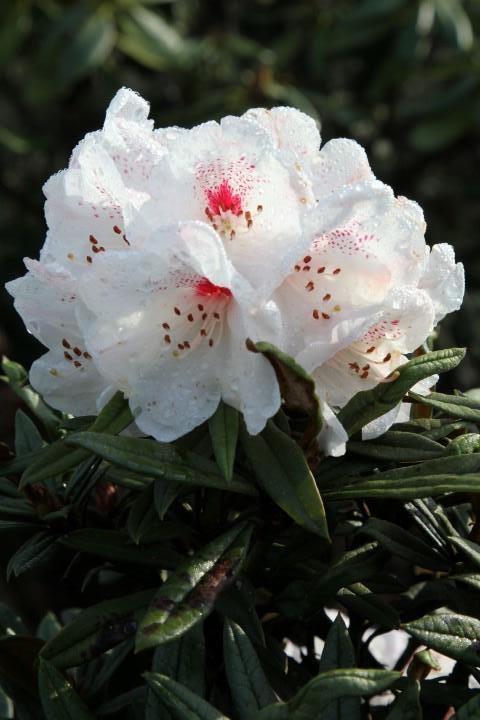 Rhododendron alutaceum var. russotinctum