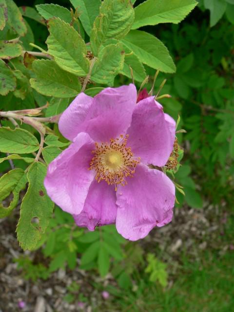 Rosa ×acantha - Roos