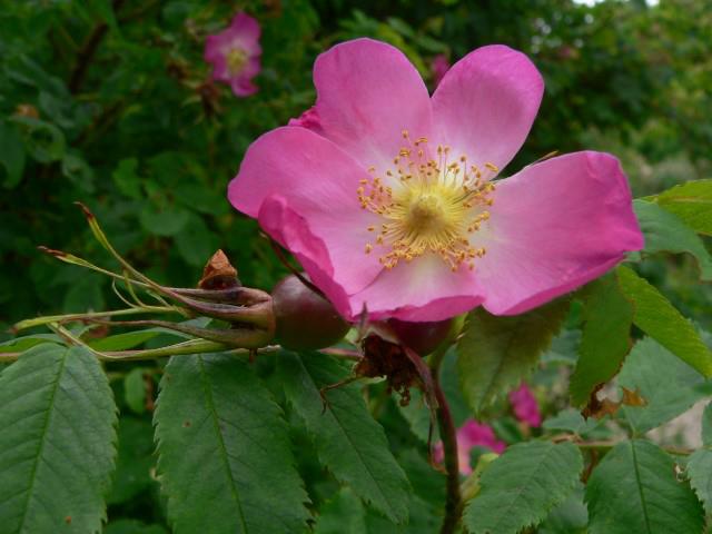 Rosa acicularis subsp. sayi - Naaldroos