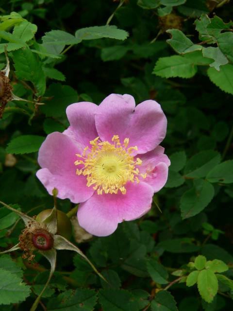Rosa woodsii subsp. woodsii - Roos