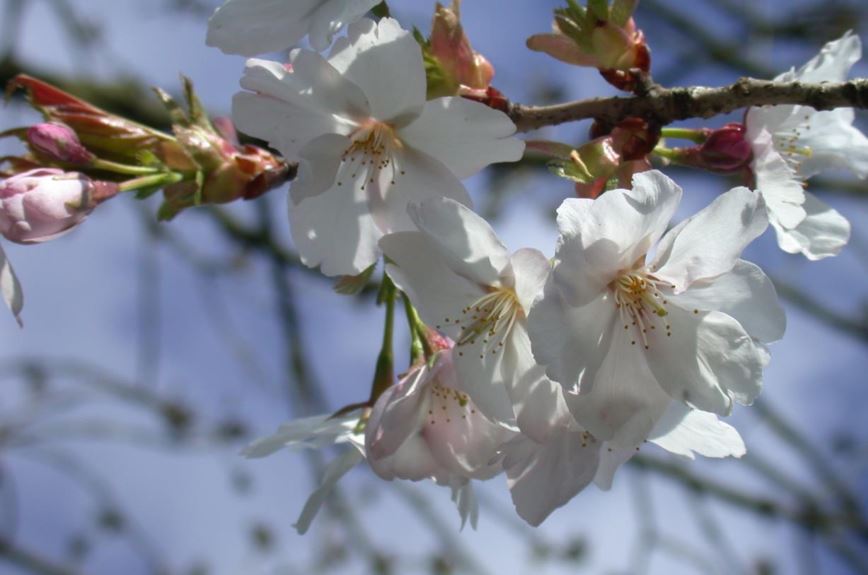 Prunus serrulata 'Bendono' - Japanse sierkers