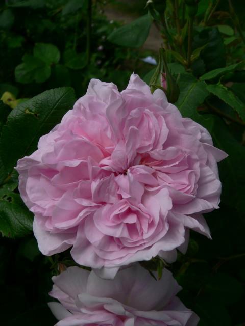 Rosa (Centifolia Group) 'Fantin-Latour' - Roos