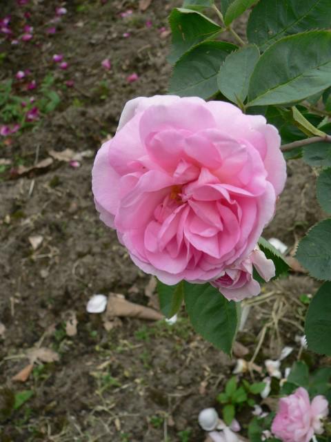 Rosa (Alba Group) 'Maiden's Blush' - Roos
