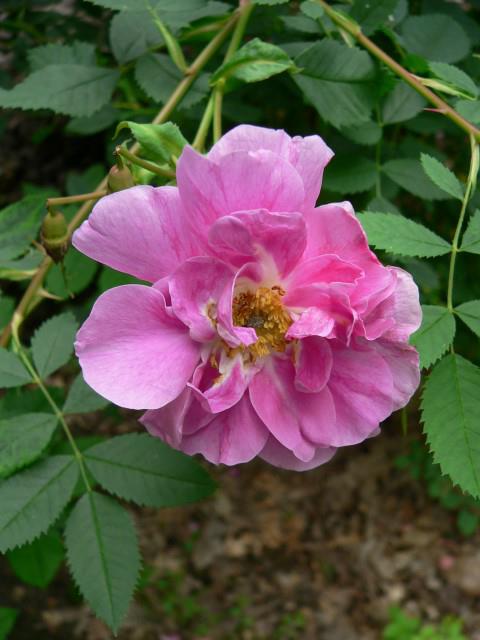 Rosa ×subcanina - Schijnhondsroos