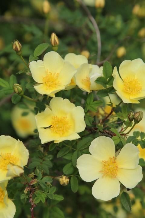 Rosa (Doorenbos collectie / Spinosissima Group) geel - Roos
