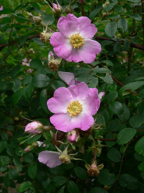 Rosa latibracteata - Roos
