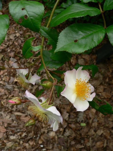 Rosa multiflora var. cathayensis - Veelbloemige roos