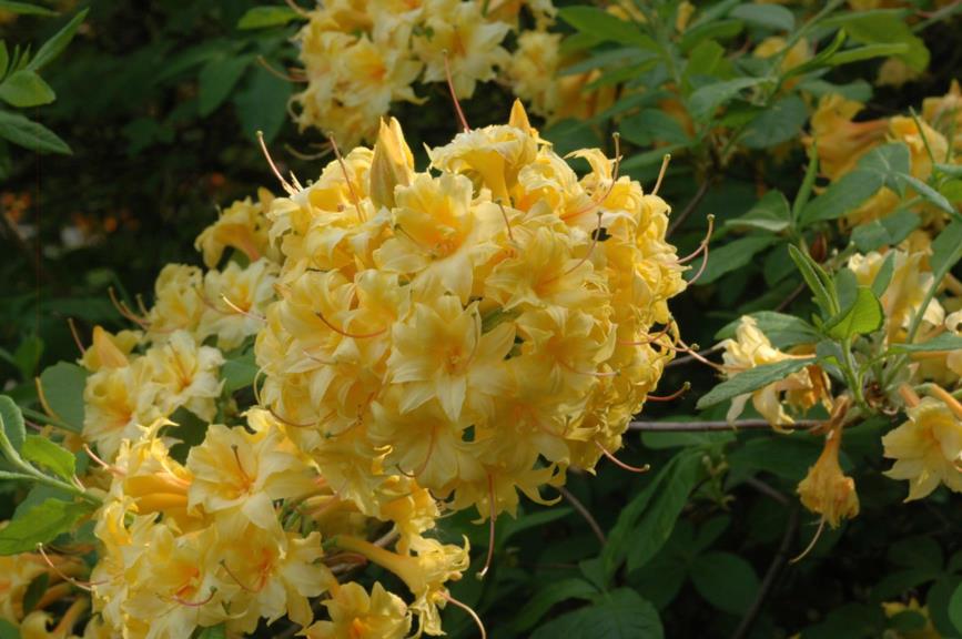 Rhododendron (Ghent Azalea Group) 'Bartholo Lazzari' - Azalea