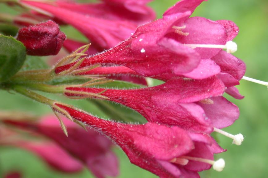 Weigela floribunda - Weigelia