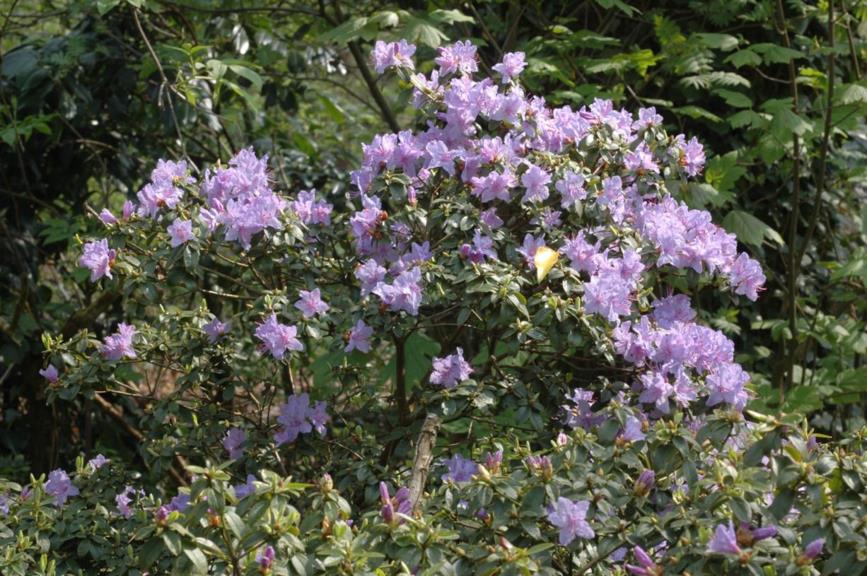 Rhododendron (Impeditum Group) 'Blue Tit'