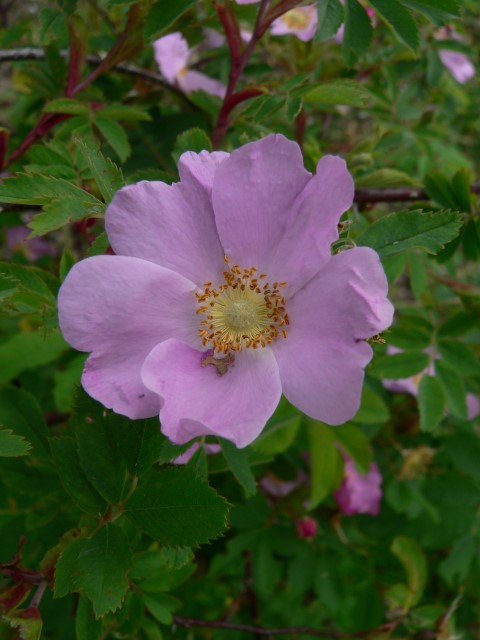 Rosa acicularis var. nipponensis - Roos
