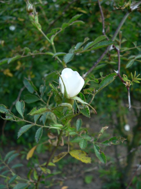 Rosa agrestis - Kraagroos, Sinai Wild Rose, St. Catherine Wild Rose