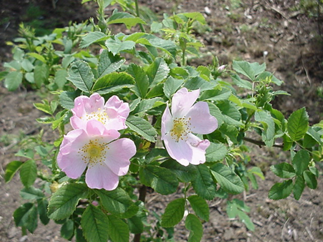 Rosa canina (Rootstock Group) 'Superbe' - Roos