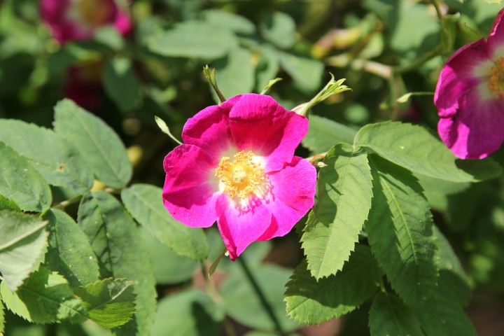 Rosa ×spinulifolia - Roos