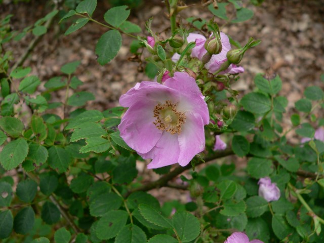 Rosa canina - Hondsroos, Dog rose, Hondtsroose