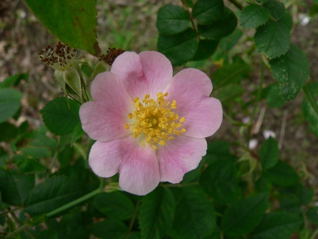 Rosa ×suberectiformis - Schijnviltroos