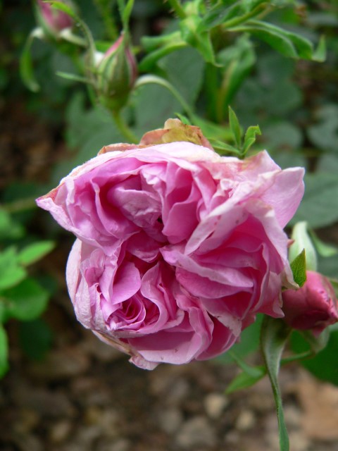 Rosa (Spinosissima Group) 'Dr Merkeley' - Roos