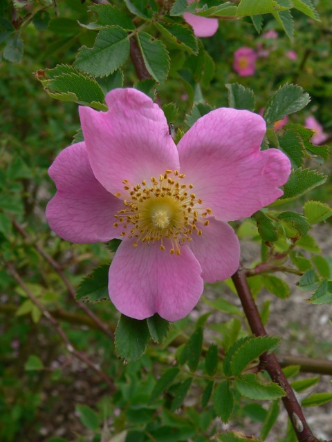 Rosa ×beanii - Roos