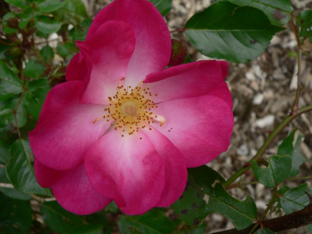 Rosa (Groundcover Group) 'Interfair' - Roos