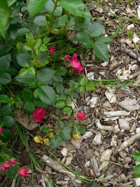 Rosa (Groundcover Group) 'Pink Chimo' - Roos
