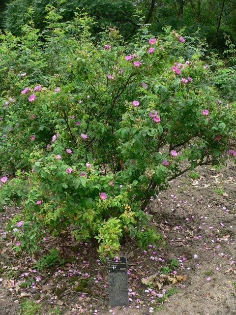 Rosa palustris var. nuttalliana - Roos | Belmonte Arboretum, Wageningen ...
