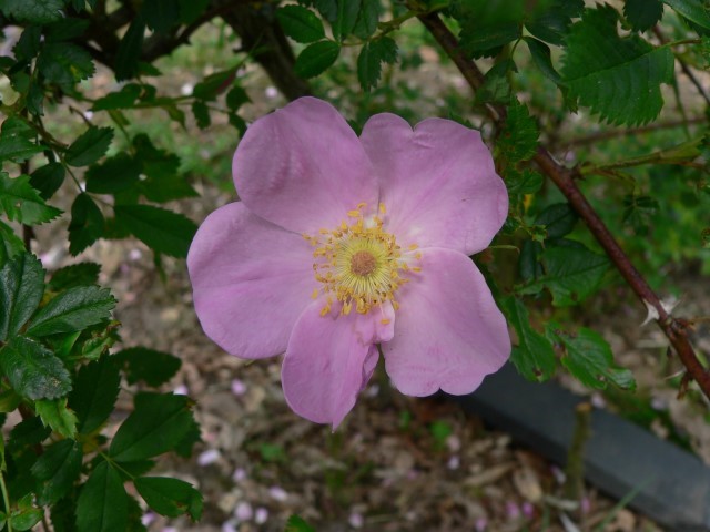 Rosa virginiana - Virginische roos