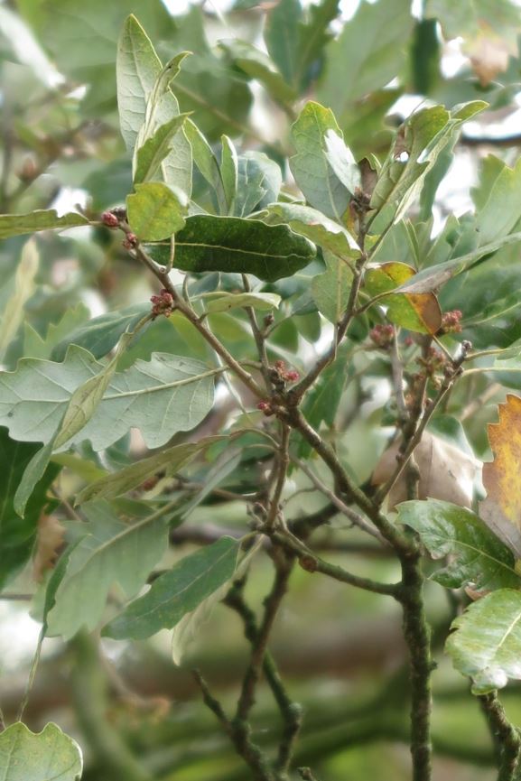 Quercus ×hispanica 'Fulhamensis' - Spaanse eik