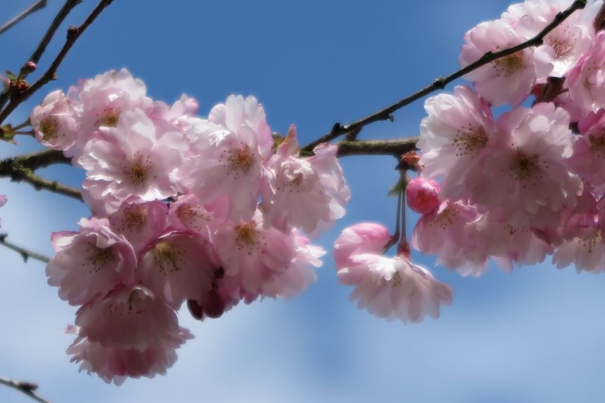 Prunus 'Pink Ballerina' - Winterbloeiende kers
