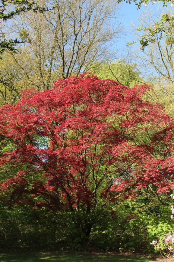Acer palmatum (Atropurpureum Group) 'Bloodgood' - Japanse esdoorn
