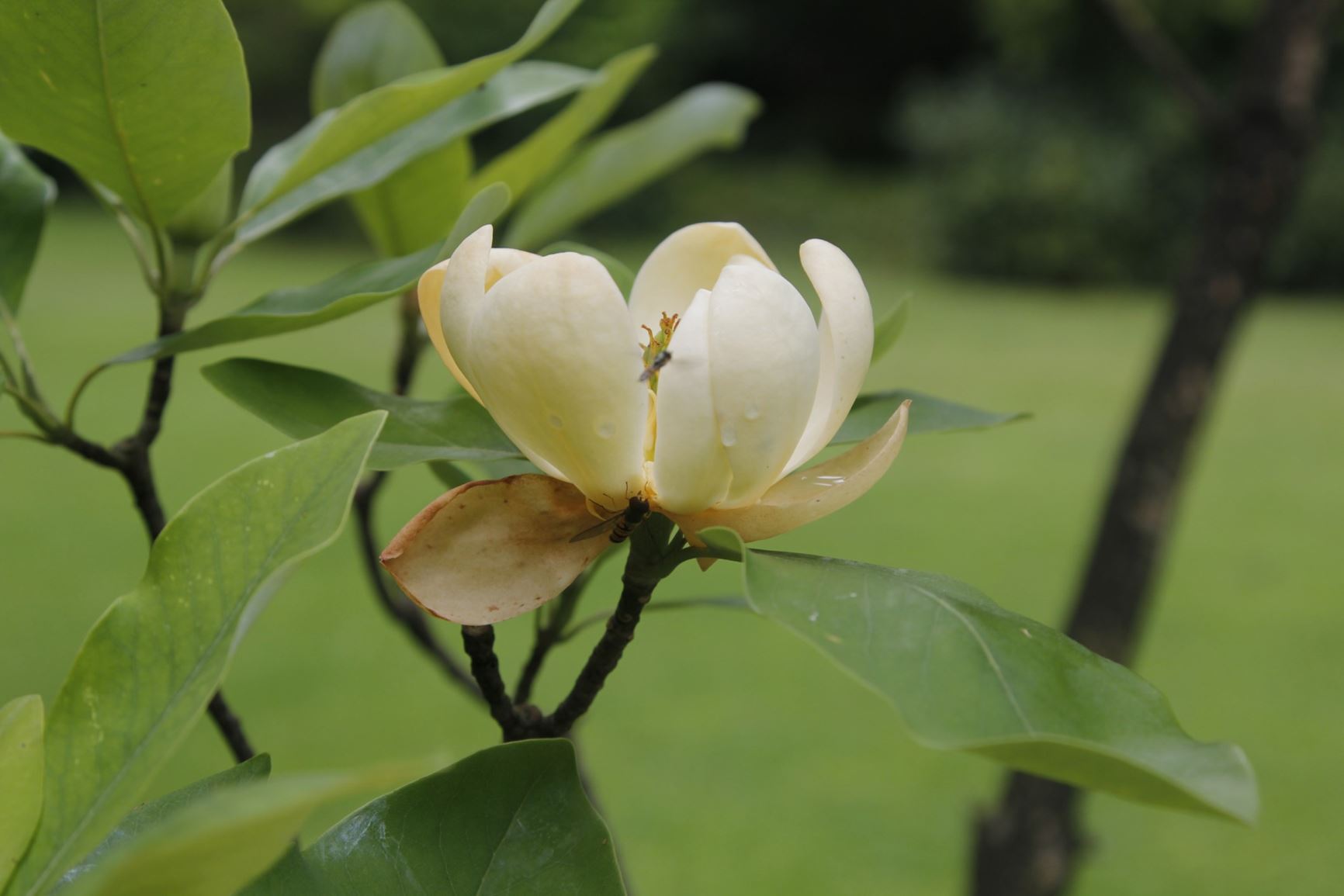 Magnolia virginiana - Moerasmagnolia, Sweet Bay Magnolia