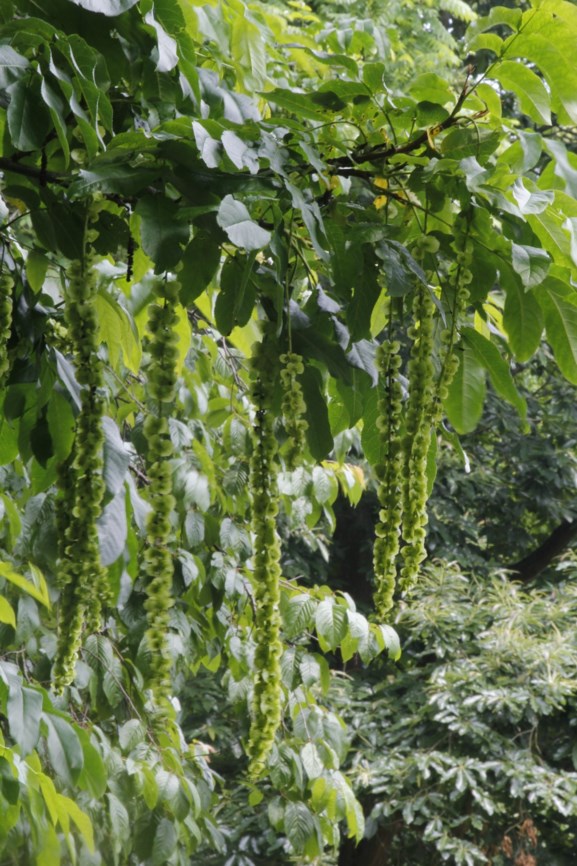 Pterocarya fraxinifolia - Kaukasische vleugelnoot