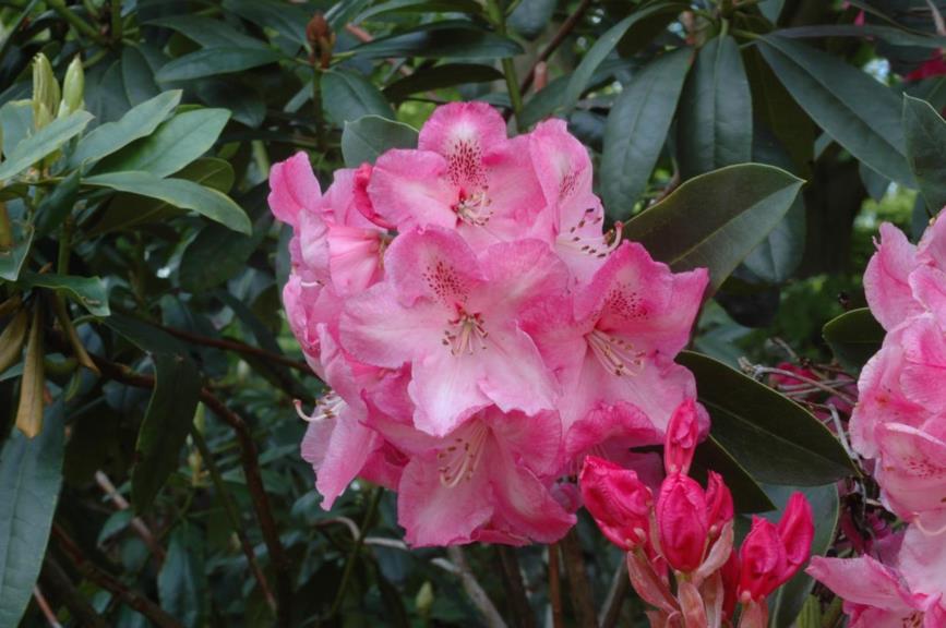 Rhododendron 'Elsa Crisp'