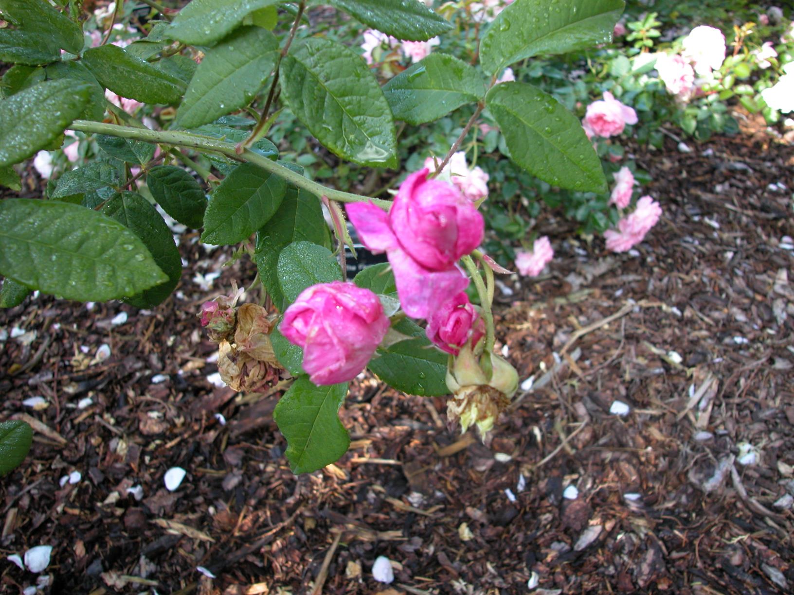 Rosa (Centifolia Group) 'Tour de Malakoff' - Roos