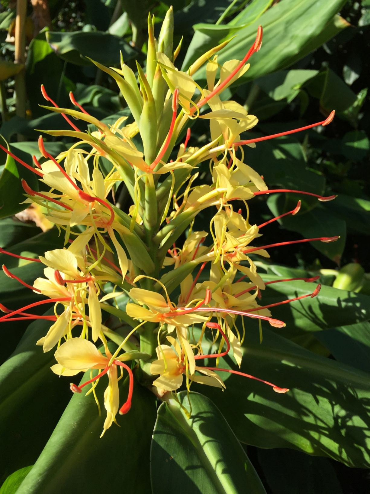 Hedychium gardnerianum