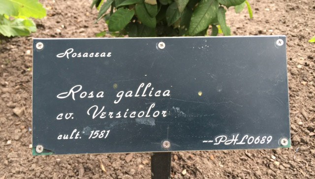 Rosa (Gallica Group) 'Versicolor' - Roos