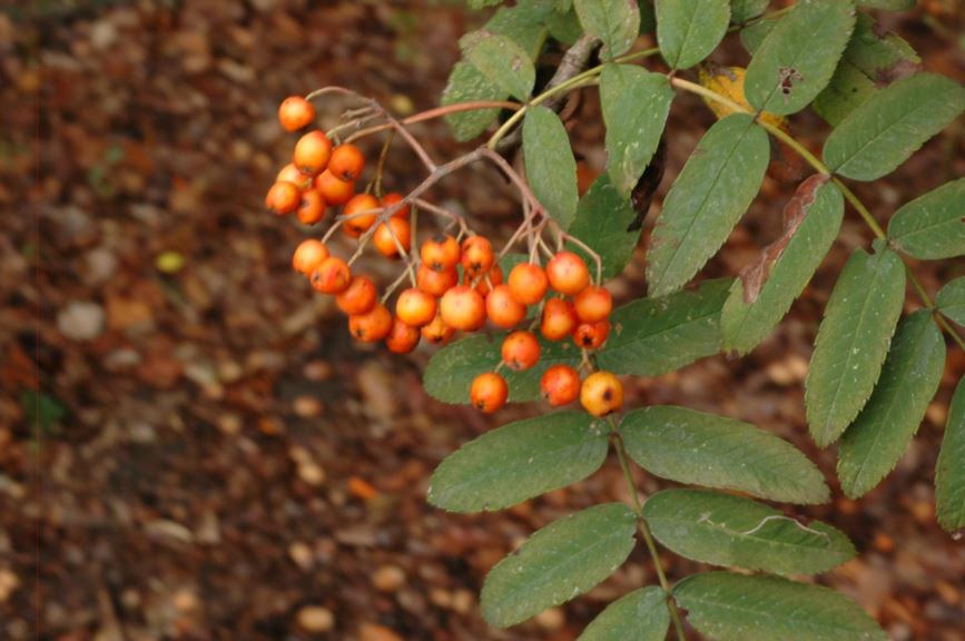Sorbus ×arnoldiana 'Apricot Queen'
