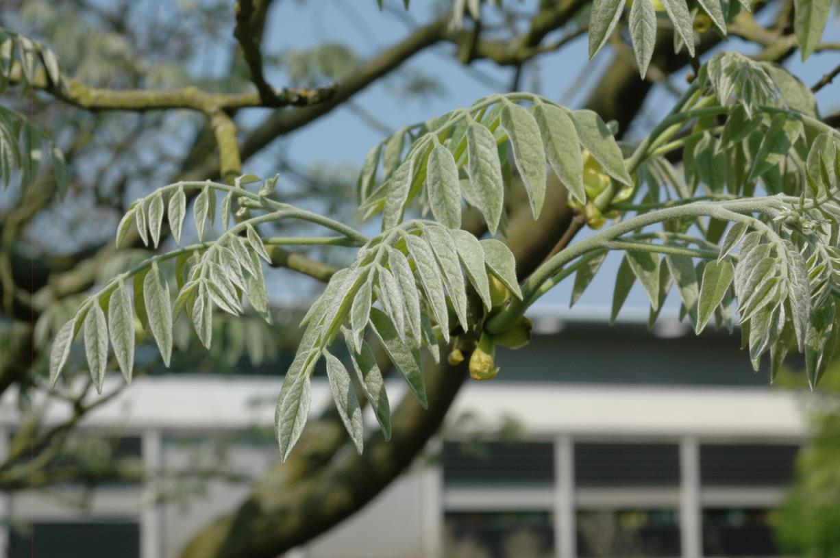 Maackia hupehensis - Chinese zilverboom