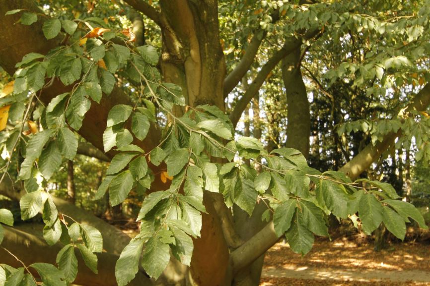 Fagus orientalis - Oosterse beuk