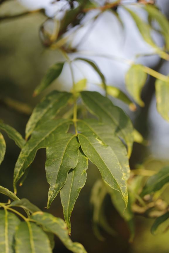 Phellodendron sachalinense - Sachalin kurkboom