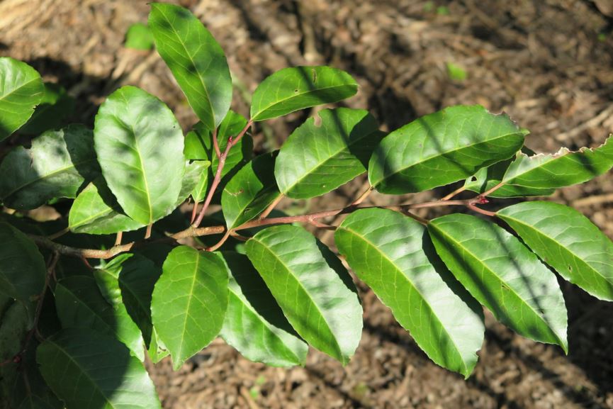 Prunus azorica - Azoren laurierkers