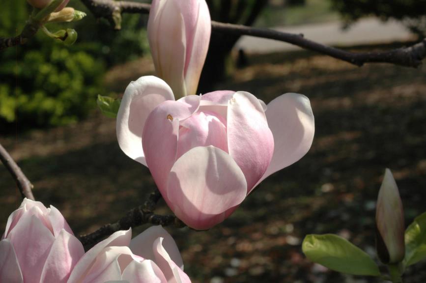 Magnolia ×soulangeana - Gewone magnolia, Saucer Magnolia
