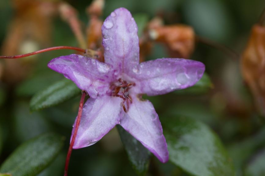 Rhododendron (Lapponicum Group) 'Blue Silver' - Rododendron