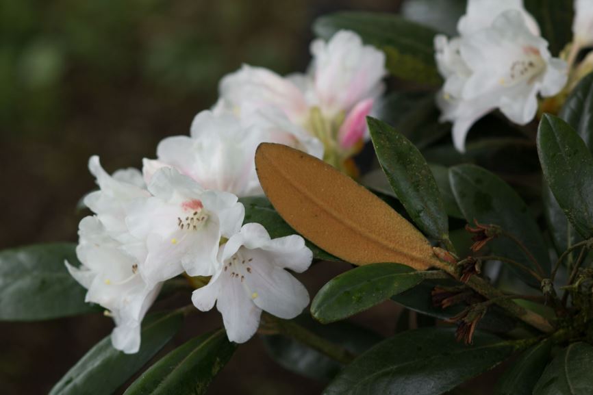 Rhododendron 'Hydon Velvet' - Rhododendron