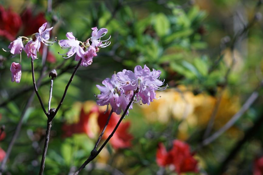 Rhododendron vaseyi - Azalea