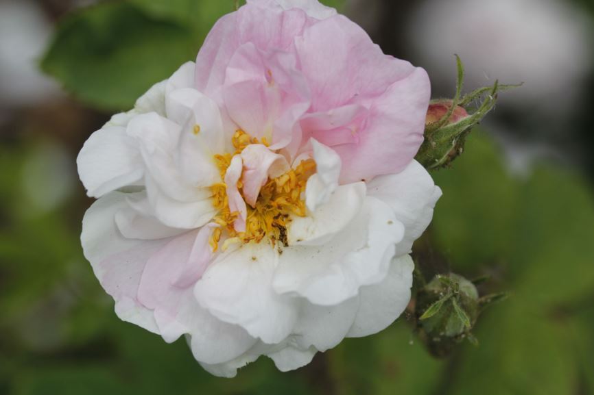 Rosa (Damascena Group) 'York and Lancaster' - York and Lancaster roos