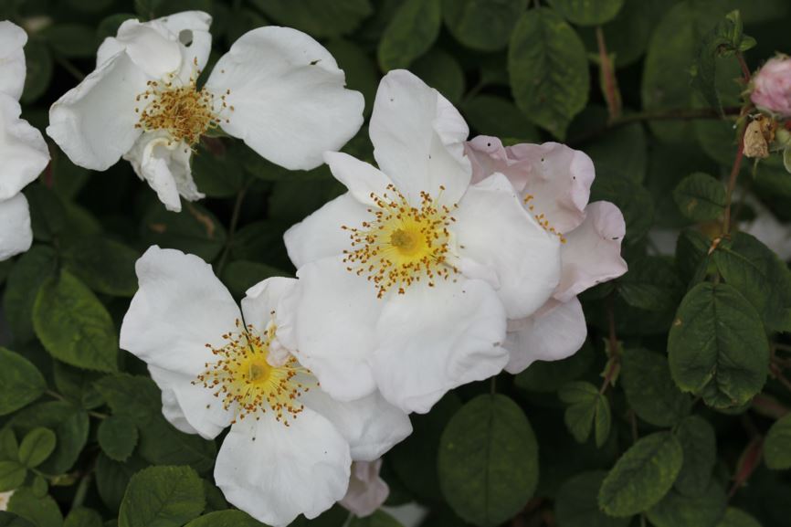 Rosa ×richardii Damascena Group - Heilige roos, Holy Rose of Abyssinia