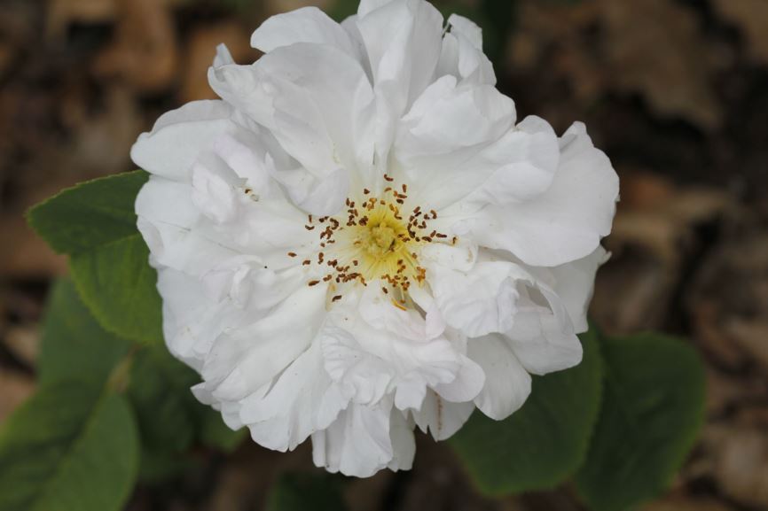 Rosa (Damascena Group) 'Celsiana' - Damascener roos