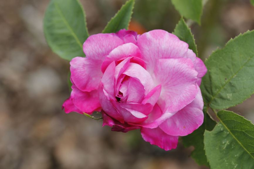 Rosa (Hybrid Perpetual Group) 'Reine des Violettes' - Roos
