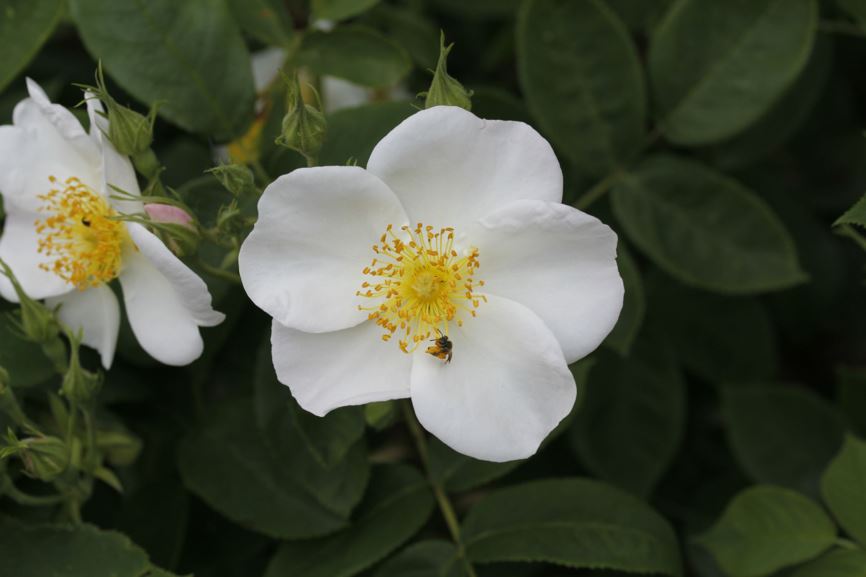Rosa (Miscellaneous Old Garden Rose Group) 'Dupontii' - Roos