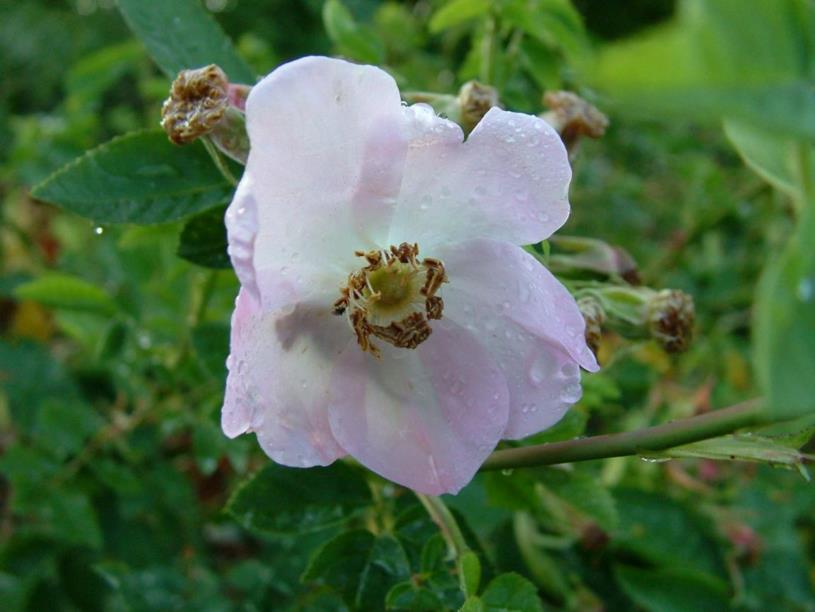 Rosa acicularis - Naaldroos